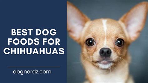 30 Best Dog Foods for a Chihuahua with Chronic Kidney Disease. Boil chicken no salt mix with cooked rice add unsalted green beans. My last Chi, died from kidney failure and heart murmur. Passed in my arms.